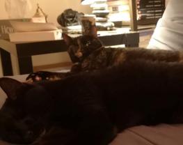 Service garde animaux