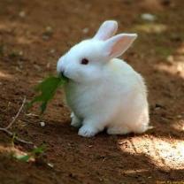 Service garde lapin