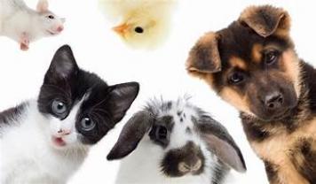 Service garde animaux