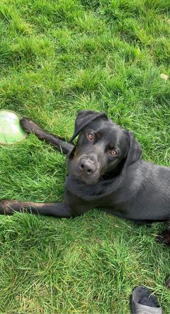 Service garde animaux