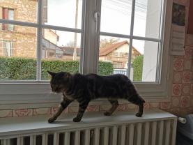 Service garde animaux