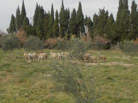 Location jardin potager