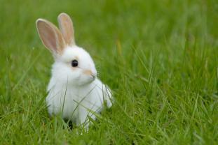 Service garde animaux