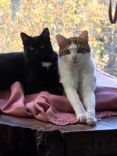 Service garde animaux