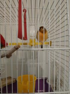 Service oiseaux