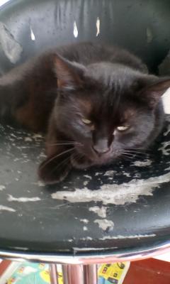 Service garde animaux