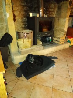 Service promeneur chien