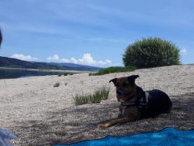 Service chien