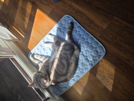 Service garde animaux