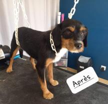 Service chien