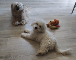 Service garde animaux
