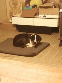 Service garde animaux