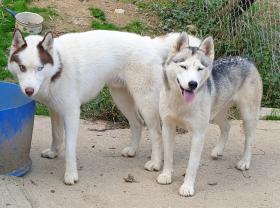 Service garde animaux