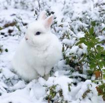 Service garde lapin
