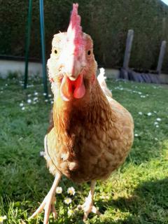 Service garde animaux