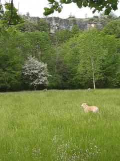 Service garde animaux