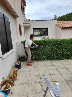 Service taille de haies