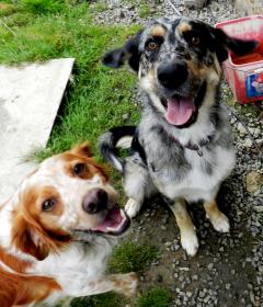 Service chien