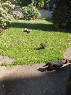 Service chien
