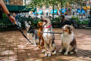 Service promeneur chien