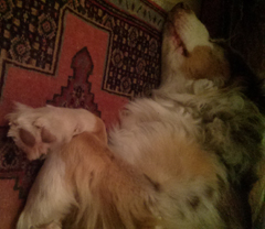 Service chien