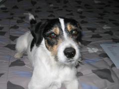 Service chien