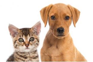 Service garde animaux