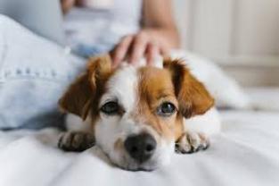 Service garde animaux
