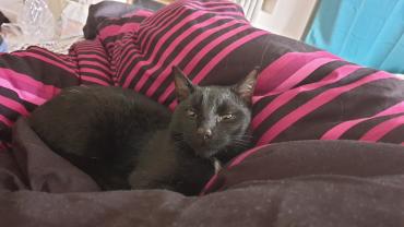 Service garde animaux