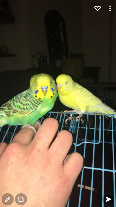 Service garde animaux