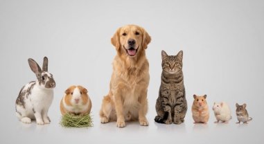 Service garde animaux