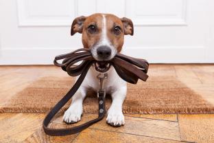 Service chien