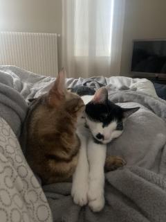 Service garde animaux