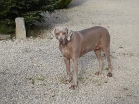 Service chien