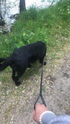 Service chien