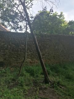 Service coupe de bois