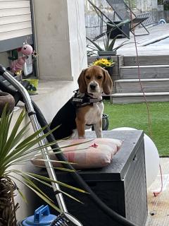 Service chien