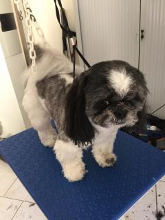 Service toilettage chien