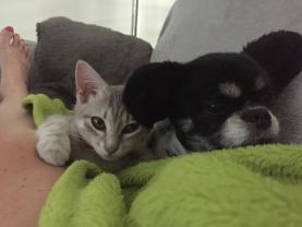 Service garde animaux
