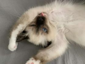 Service garde animaux