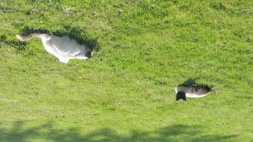 Service garde animaux