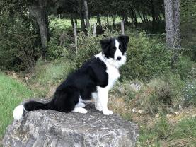 Service chien