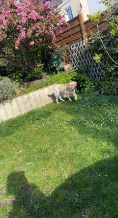 Service chien