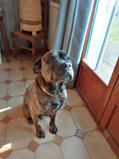 Service chien