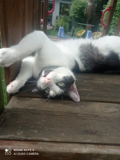 Service garde animaux