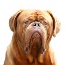 Service chien