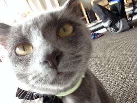 Service garde animaux