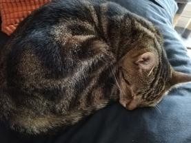 Service garde animaux