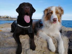 Service chien