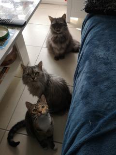 Service garde animaux